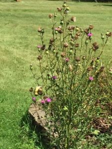 A finch looking for nutrition on thistle plant